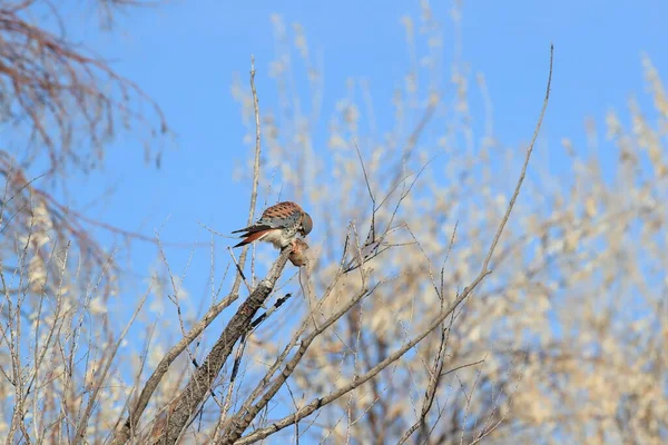 American Kestrel Falco Sparverius Com Rato Bosque Del Apache Novo — Fotografia de Stock