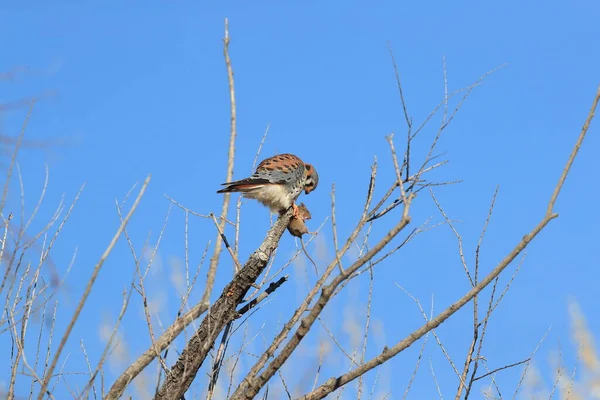 American Kestrel Falco Sparverius Mouse Bosque Del Apache New Mexico — Stock Photo, Image