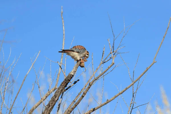 American Kestrel Falco Sparverius Mouse Bosque Del Apache New Mexico — Stock Photo, Image