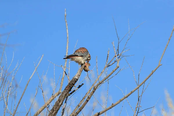 American Kestrel Falco Sparverius Mouse Bosque Del Apache New Mexico — Stock Photo, Image