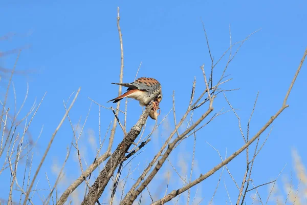 American Kestrel Falco Sparverius Mouse Bosque Del Apache New Mexico — Stock Photo, Image