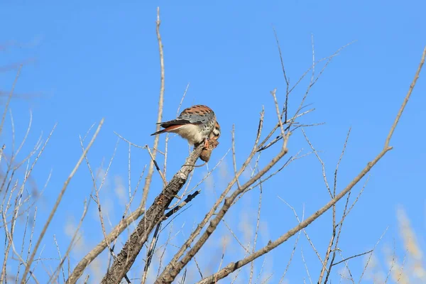 American Kestrel Falco Sparverius Mouse Bosque Del Apache New Mexico — Stock Photo, Image