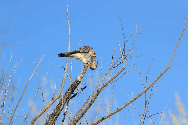 American Kestrel Falco Sparverius Mouse Bosque Del Apache New Mexico — Stock Photo, Image