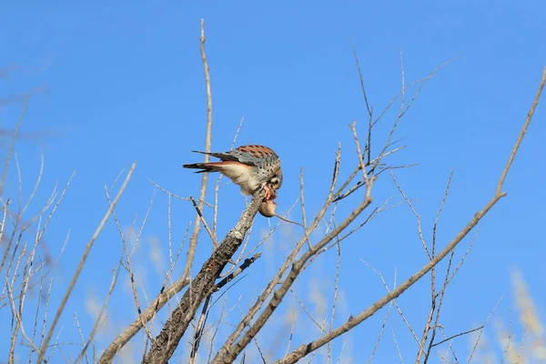 American Kestrel Falco Sparverius Mouse Bosque Del Apache New Mexico — Stock Photo, Image