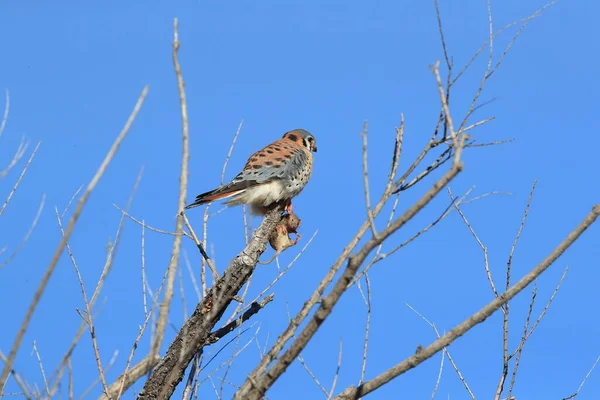 American Kestrel Falco Sparverius Mouse Bosque Del Apache New Mexico — Stock Photo, Image