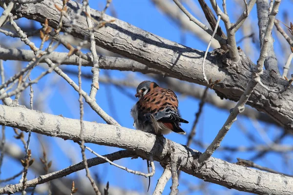 American Kestrel Falco Sparverius Mouse Bosque Del Apache New Mexico — Stock Photo, Image