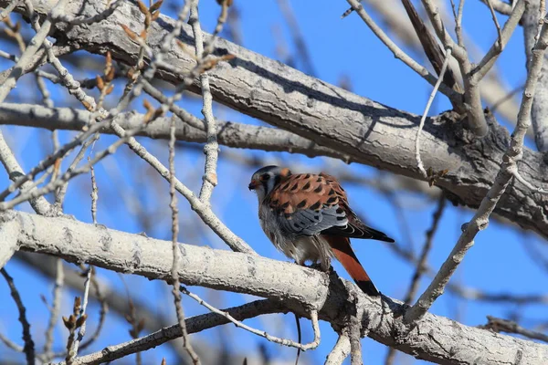 American Kestrel Falco Sparverius Mouse Bosque Del Apache New Mexico — Stock Photo, Image