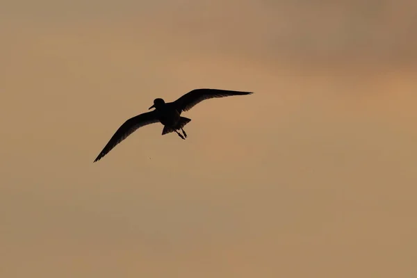 Redshank Comum Simplesmente Redshank Tringa Totanus Oeland Suécia — Fotografia de Stock