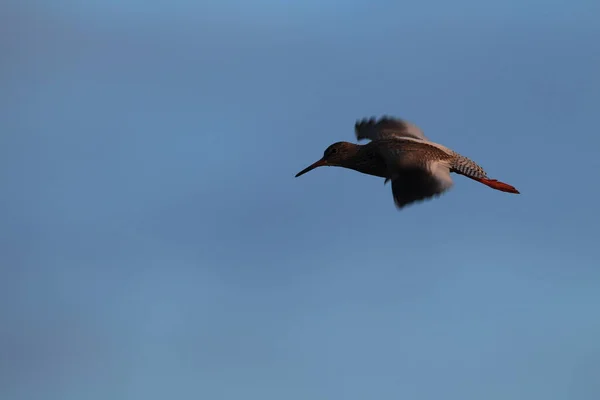 Yaygın Redshank Veya Basitçe Redshank Tringa Totanus Oeland Sveç — Stok fotoğraf