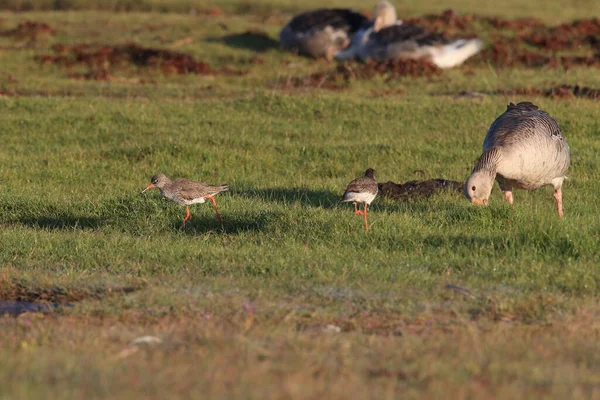 Gewone Redshank Tringa Totanus Oeland Zweden — Stockfoto