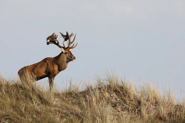 Red Deer Cervus Elaphus Western Pomerania Lagoon Area National Park — 스톡 사진