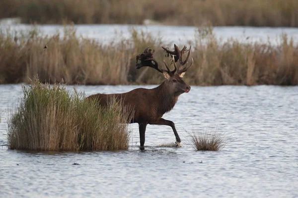 Red Deer Cervus Elaphus Parque Nacional Área Lagoa Pomerânia Ocidental — Fotografia de Stock