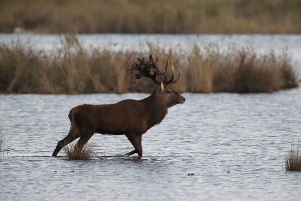 Red Deer Cervus Elaphus Parque Nacional Área Lagoa Pomerânia Ocidental — Fotografia de Stock