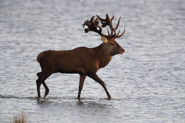 Red Deer Cervus Elaphus Parque Nacional Área Lagoa Pomerânia Ocidental — Fotografia de Stock