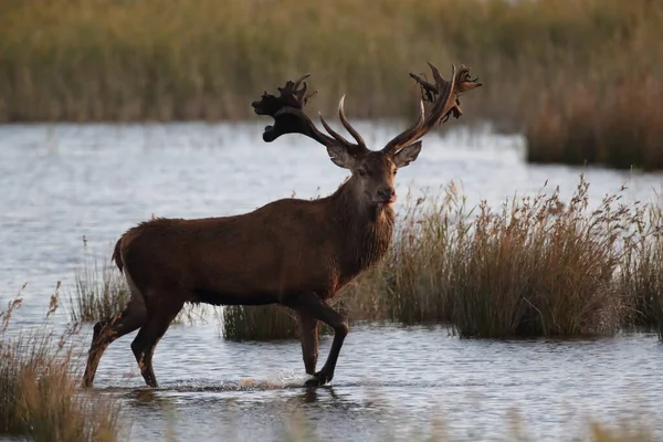 Red Deer Cervus Elaphus Parque Nacional Área Lagoa Pomerânia Ocidental — Fotografia de Stock
