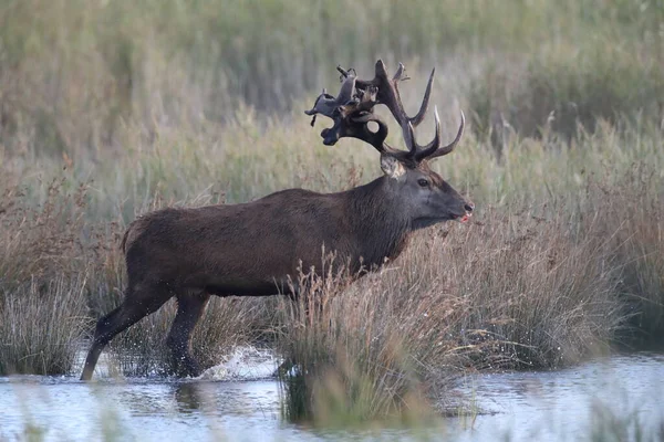 Red Deer Cervus Elaphus Parque Nacional Área Lagoa Pomerânia Ocidental — Fotografia de Stock