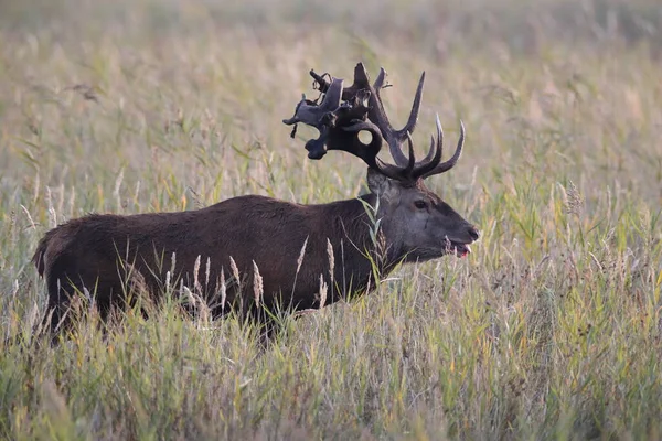 Red Deer Cervus Elaphus Parque Nacional Área Lagoa Pomerânia Ocidental — Fotografia de Stock