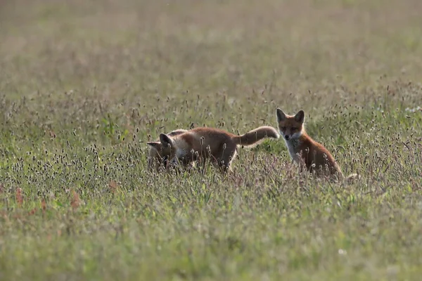 牧草地のドイツに立つキツネの赤ちゃん — ストック写真