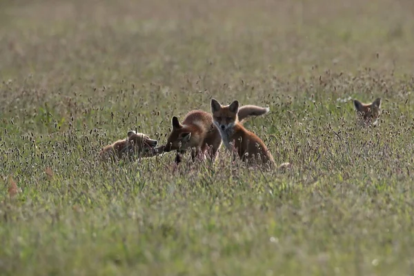 Rotfuchs Vulpes Vulpes Fuchsjunge Auf Einer Weide Deutschland — Stockfoto