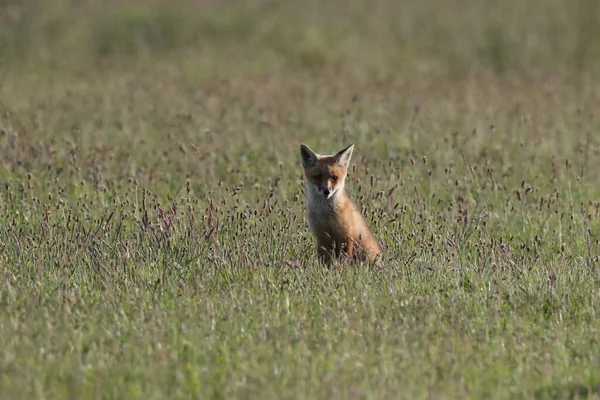 Κόκκινη Αλεπού Vulpes Vulpes Αλεπού Κουτάβι Στέκεται Ένα Λιβάδι Της — Φωτογραφία Αρχείου