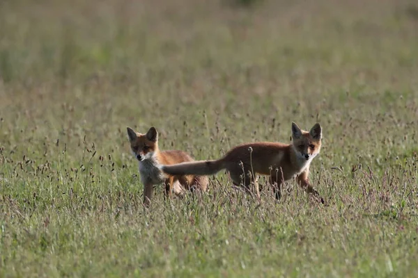 Red Fox Vulpes Vulpes Fox Cub Standing Meadow Germany — Stock Photo, Image