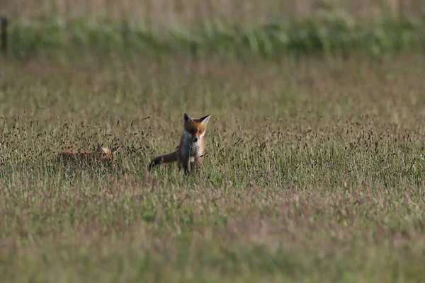 Červená Liška Vulpes Vulpes Liščí Mládě Stojící Louce — Stock fotografie