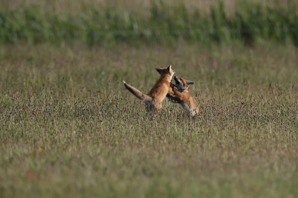 Zorro Rojo Vulpes Vulpes Cachorro Zorro Pie Una Alemania Pradera —  Fotos de Stock