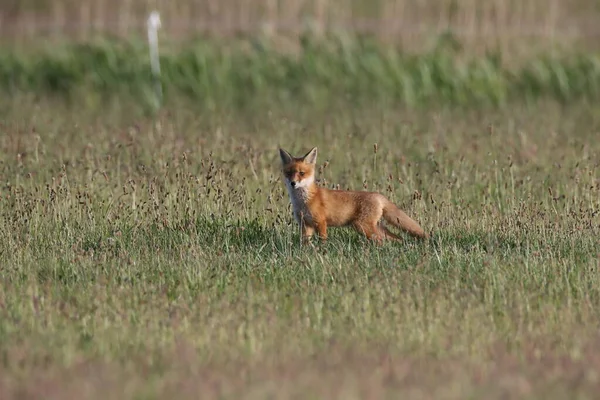 Red Fox Vulpes Vulpes Fox Cub Standing Meadow Germany — Stock Photo, Image