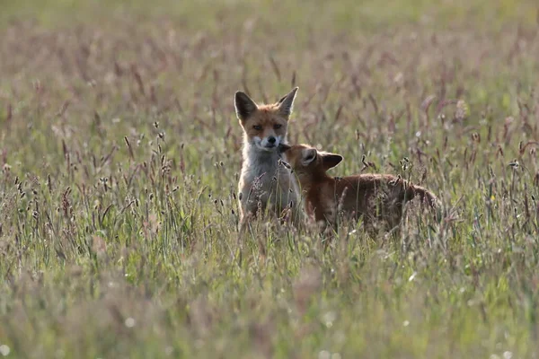 夏に赤い狐と赤ちゃん — ストック写真
