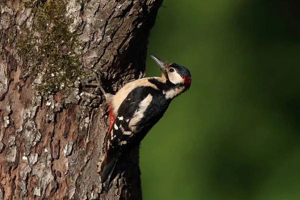 Великий Плямистий Дятел Dendrocopos Major — стокове фото