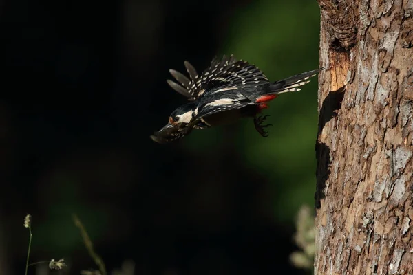 大斑点啄木鸟 Dendrocopos Major — 图库照片