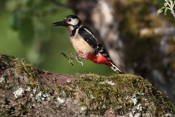 Büyük Benekli Ağaçkakan Dendrocopos Major — Stok fotoğraf