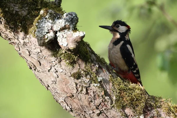 Gran Pájaro Carpintero Manchado Dendrocopos Major — Foto de Stock