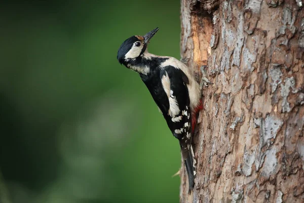 Μεγάλος Στικτός Τρυποκάρυδος Dendrocopos Major — Φωτογραφία Αρχείου