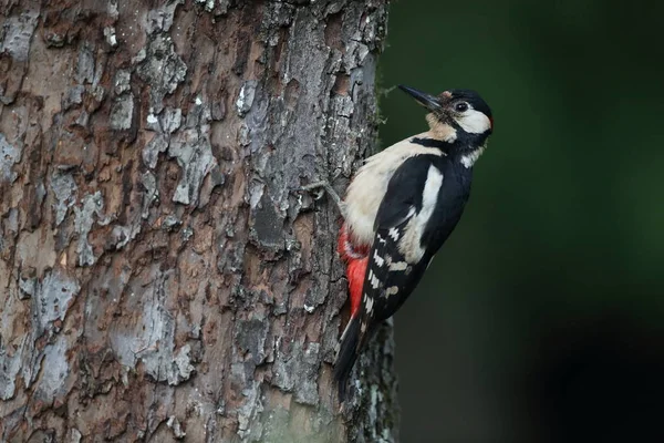 Великий Плямистий Дятел Dendrocopos Major — стокове фото