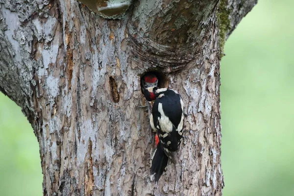 Büyük Benekli Ağaçkakan Dendrocopos Major — Stok fotoğraf