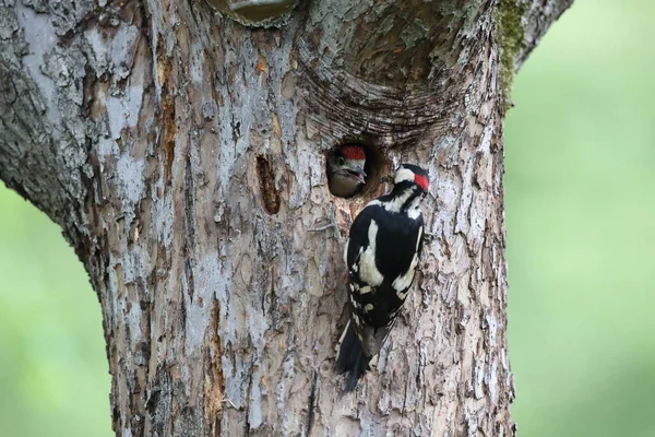 Büyük Benekli Ağaçkakan Dendrocopos Major — Stok fotoğraf