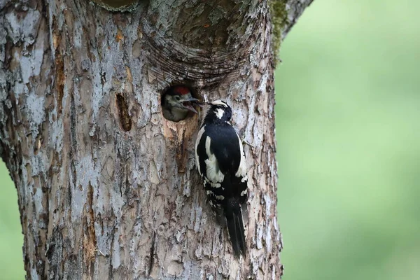 Великий Плямистий Дятел Dendrocopos Major — стокове фото