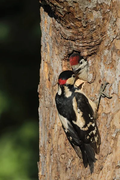 Великий Плямистий Дятел Dendrocopos Major — стокове фото