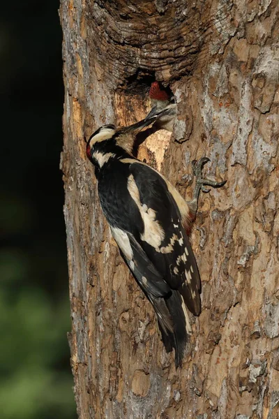 偉大な斑点のあるキツツキ Dendrocoposメジャー — ストック写真