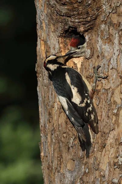 Nagy Pettyes Harkály Dendrocopos Major — Stock Fotó