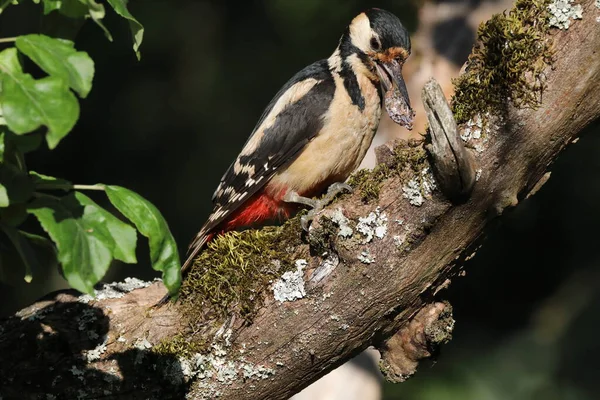 Gran Pájaro Carpintero Manchado Dendrocopos Major — Foto de Stock