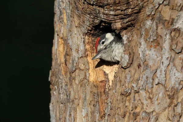 알려진 딱따구리 Dendrocopos Major — 스톡 사진