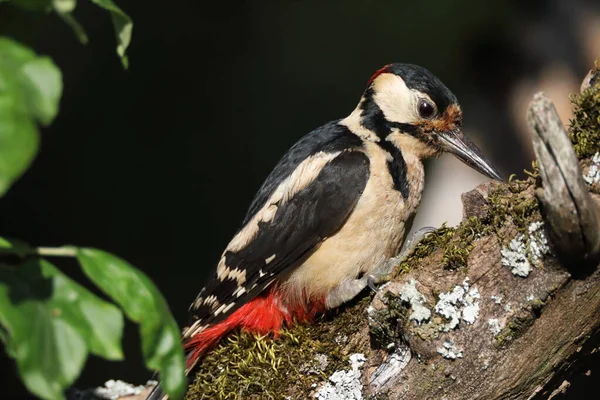 Buntspecht Dendrocopos Major — Stockfoto