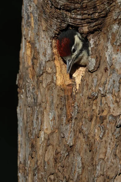 偉大な斑点のあるキツツキ Dendrocoposメジャー — ストック写真