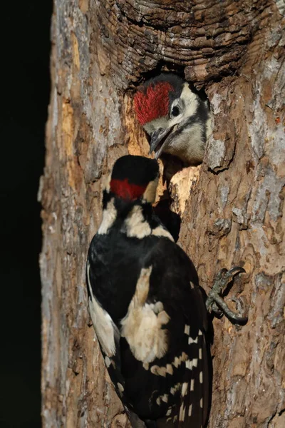 Great Spotted Woodpecker Dendrocopos Major — Fotografie, imagine de stoc