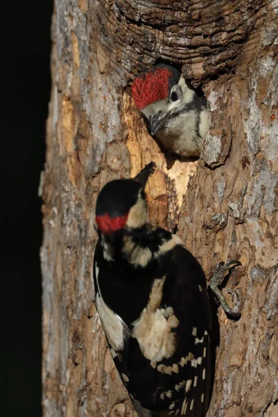 Great Spotted Woodpecker Dendrocopos Major — Fotografie, imagine de stoc