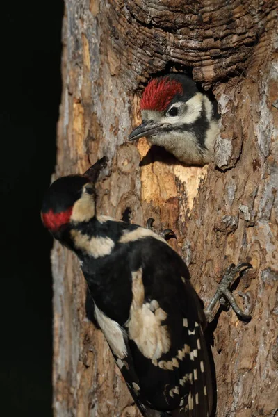 Great Spotted Woodpecker Dendrocopos Major — Fotografie, imagine de stoc