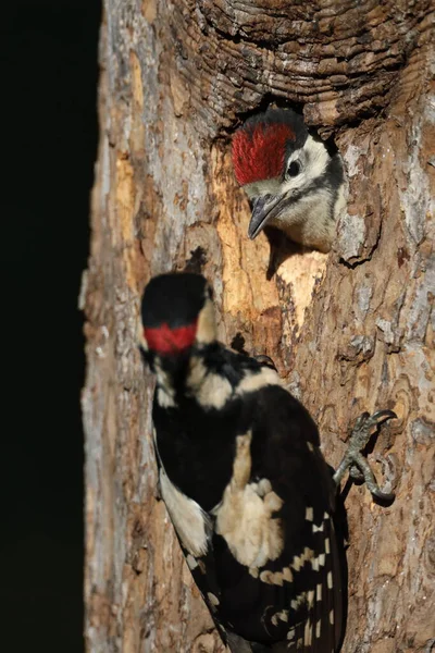 Великий Плямистий Дятел Dendrocopos Major — стокове фото