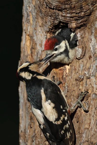 偉大な斑点のあるキツツキ Dendrocoposメジャー — ストック写真